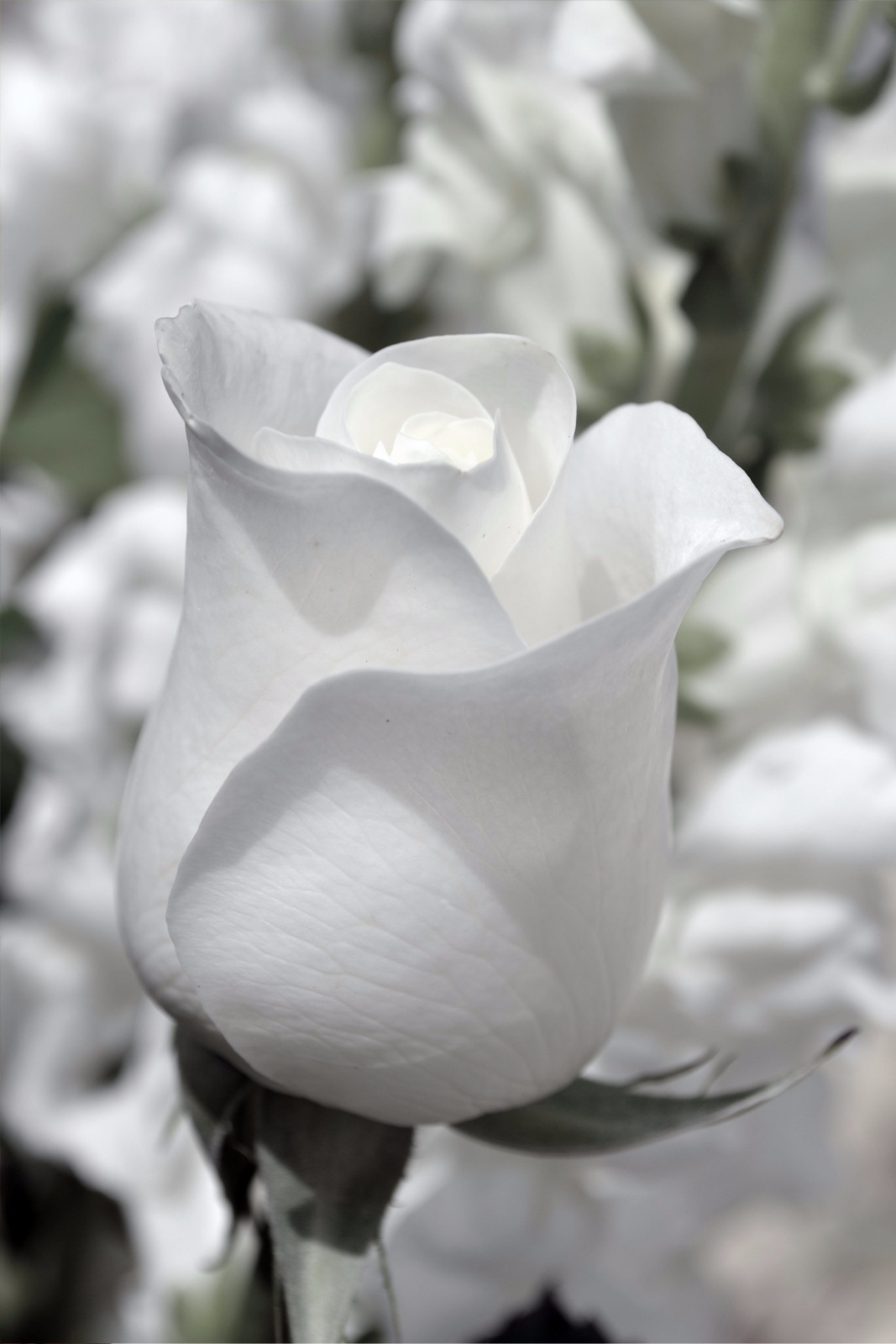 White Rose 44